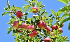 蔬果海报苹果苹果树
