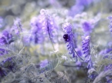 紫色豌豆花
