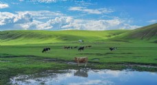 大自然呼伦贝尔草原河边的牛群