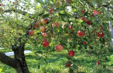 特写苹果枝头苹果树上苹果