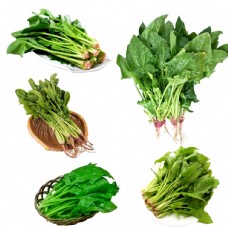 绿色蔬菜菠菜