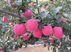 田园静宁苹果果园苹果树红苹果