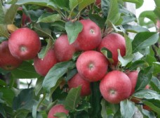 果蔬干果苹果枝头苹果树上苹果