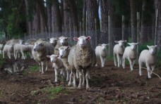 生猪养殖羊群绵羊养殖散养