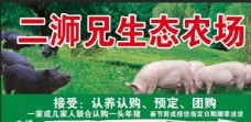 草地素材养猪常
