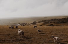 生猪养殖羊群绵羊养殖散养