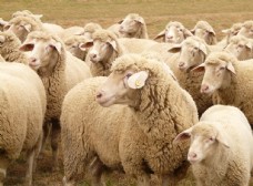 畜牧养殖羊群绵羊养殖散养