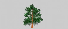 树skp模型