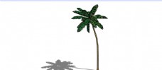 椰子树skp模型