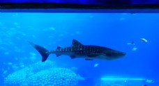 水族馆大鲨鱼