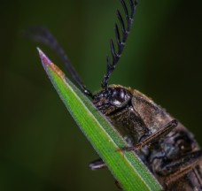 昆虫