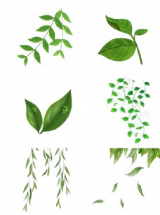 绿树叶子素材