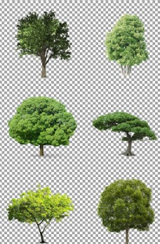 绿树绿色茂盛大树